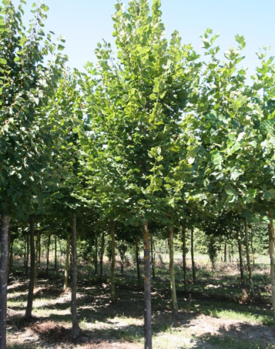 Lipa malolistá ´Greenspire´