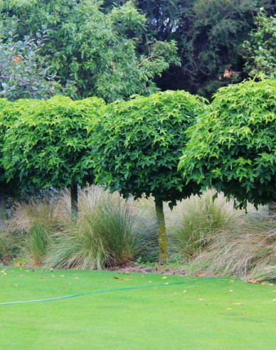 Ambrovník "Gumball" na kmienku