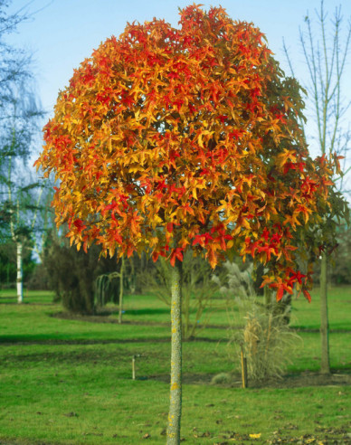 Ambrovník "Gumball" na kmienku