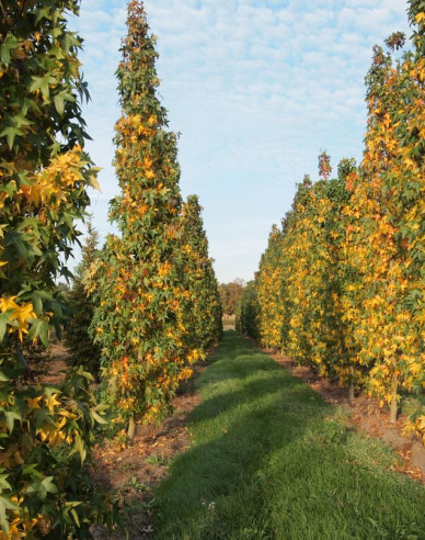 Ambrovník ´Slender Silhouette´