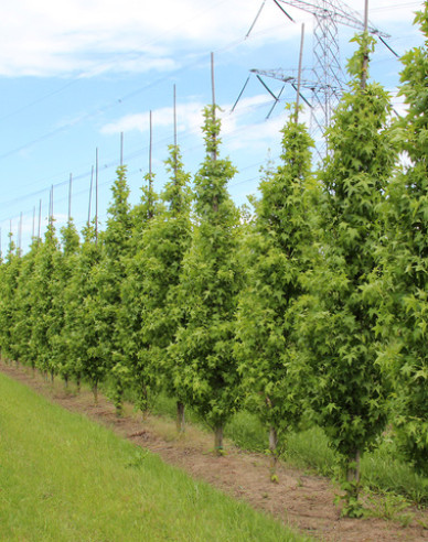 Ambrovník ´Slender Silhouette´