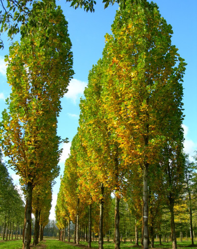 Ľaliovník tulipánokvetý  (Liriodendron tulipifera)