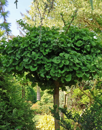 Ginko ´Mariken´ stromčeková