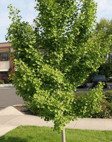 Ginko dvojlaločné