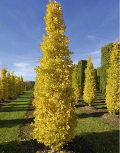 Ginko dvojlaločné ´Obelisk´