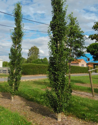 Ginko dvojlaločné ´Obelisk´