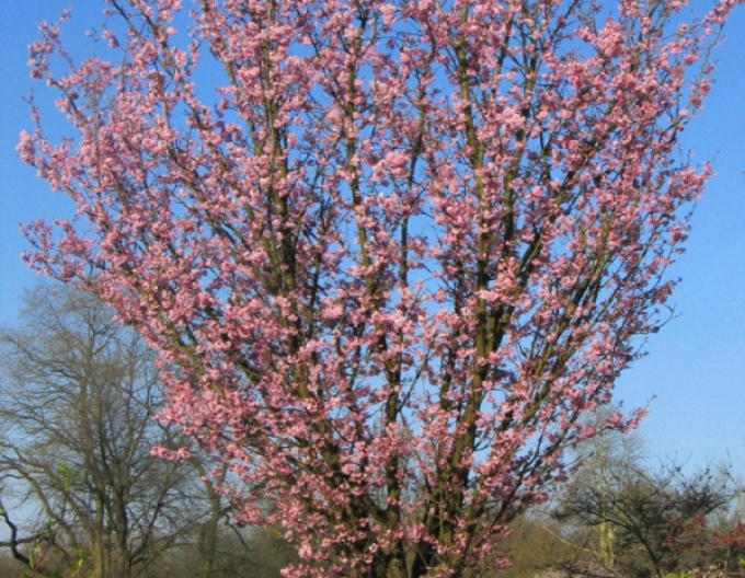 Čerešňa sargentova ´Rancho´
