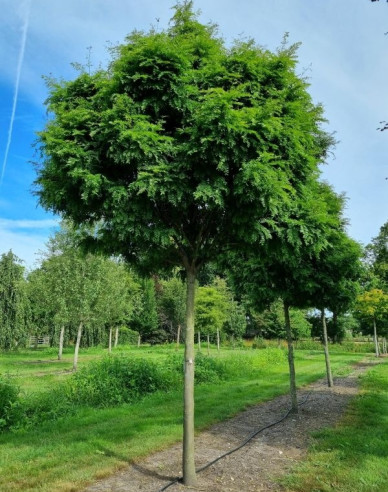 Gledíčia trojtŕňová ´Elegantissima´