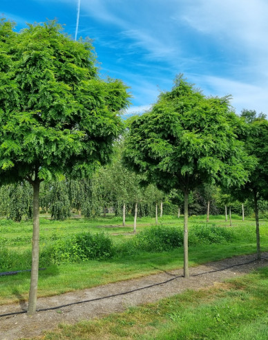 Gledíčia trojtŕňová ´Elegantissima´