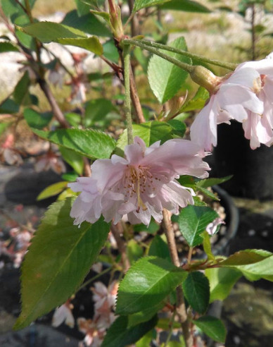 Višňa okrasná ´Fukubana´