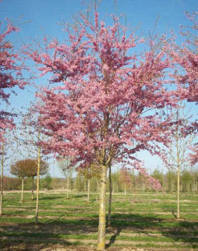 Višňa okrasná ´Fukubana´