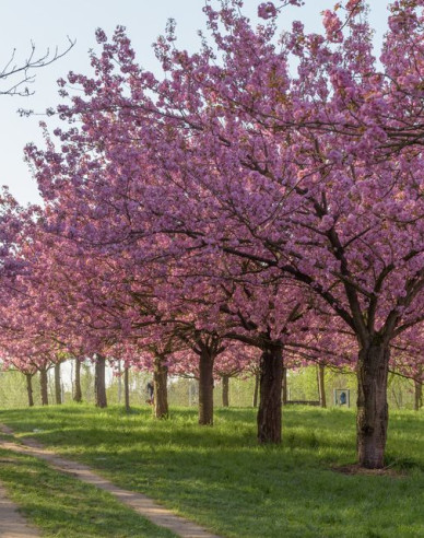 Višňa okrasná ´Fukubana´