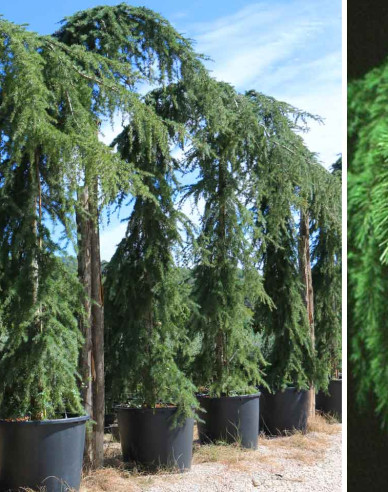 Céder himalájsky ´Pendula´