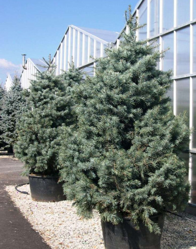 Jedľa srienistá ´Concolor Glauca´