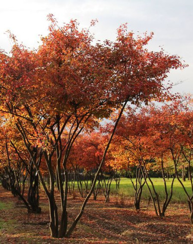 Muchovník Lamarckov