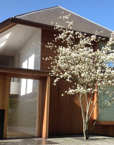 Muchovník Lamarckov