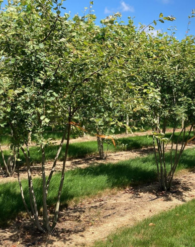 Muchovník Lamarckov