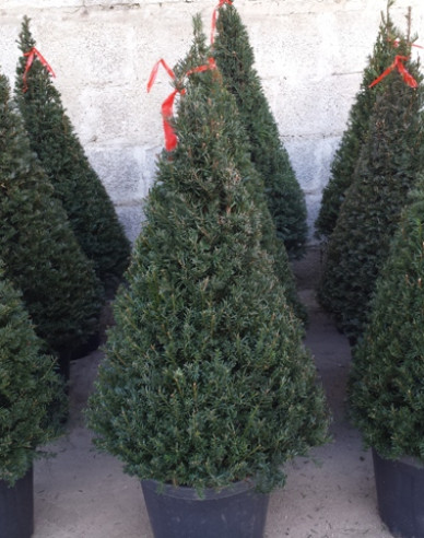 Tis obyčajný ´Cono´