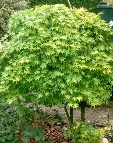 Javor dlaňovitolistý ´Verde´