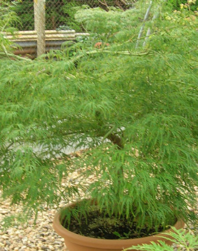 Javor  Dissectum ´Viridis´