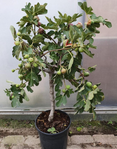 Figovník ´Brogiotto Bianco´ na kmienku