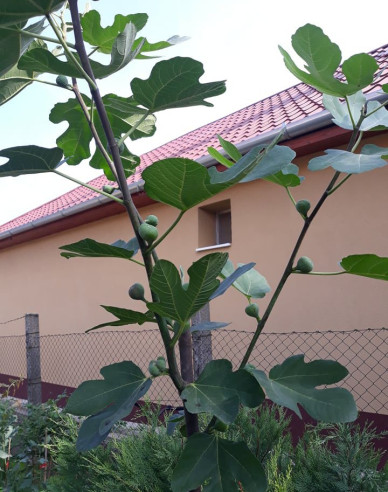 Figovník ´Brogiotto Bianco´ na kmienku