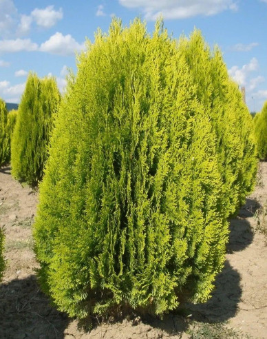 Tuja východná "Aurea Nana"