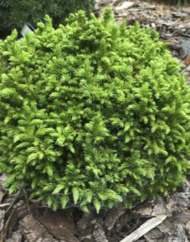 Kryptoméria japonská ´Elegans Nana ´