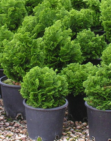Cypruštek tupolistý "NANA GRACILIS"