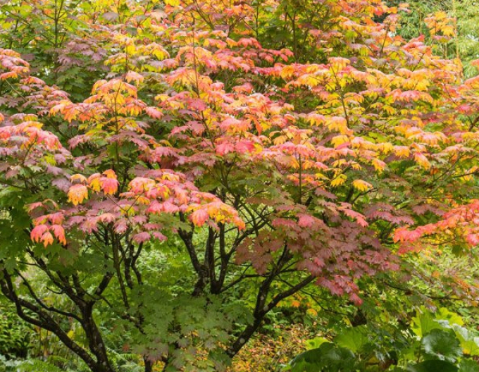 Javor japonský ´Vitifolium´