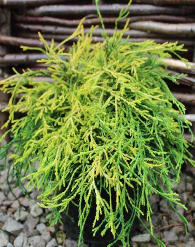 Cypruštek hrachonosný "Sungold"