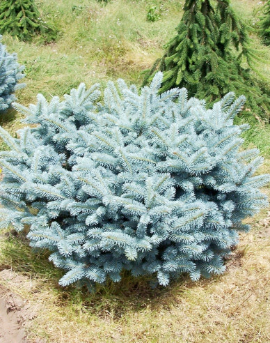 Smrek pichľavý ‘Glauca Globosa´