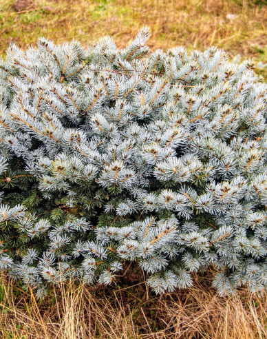 Smrek pichľavý ‘Glauca Globosa´