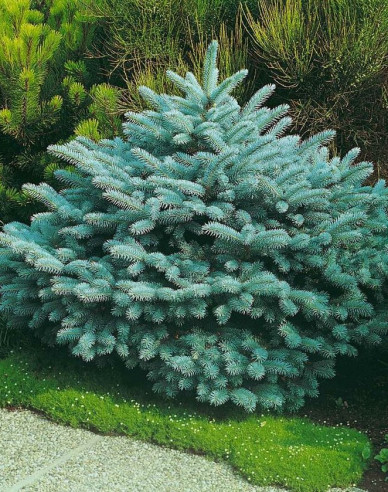 Smrek pichľavý ‘Glauca Globosa´