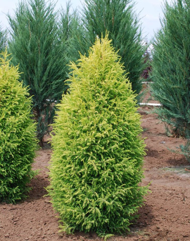 Borievka ´Gold Cone´