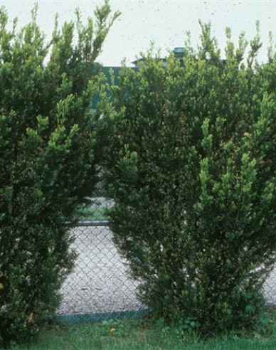 Tis obyčajný stĺpovitý ‘Hicksii‘
