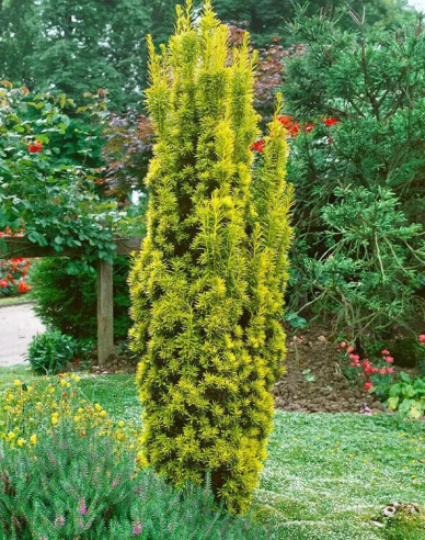 Tis obyčajný ´Aurea´