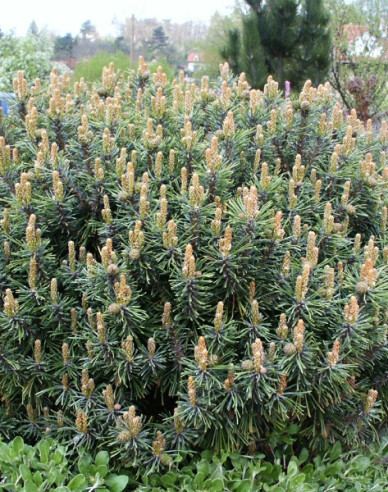 Borovica horská ´Little Lady´