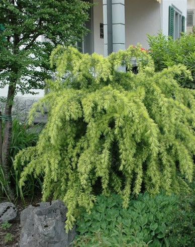 Smrekovec japonský ´Varley Pendula´ na kmienku