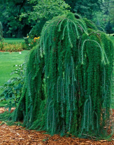 Smrekovec japonský ´Varley Pendula´ na kmienku
