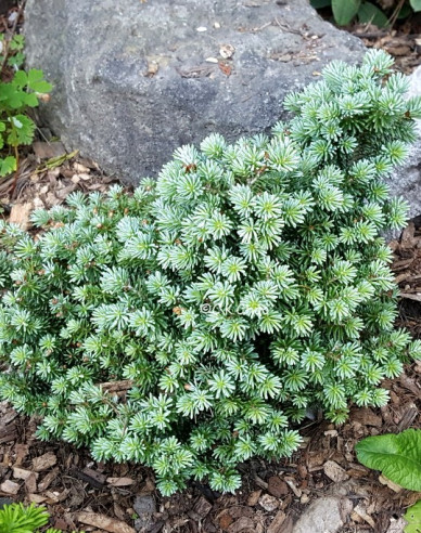 Jedľa kórejská ´Blauer Eskimo´