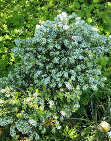 Jedľa kórejská ´Blauer Eskimo´