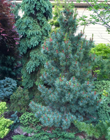 Borovica drobnokvetá ´Bergmann´