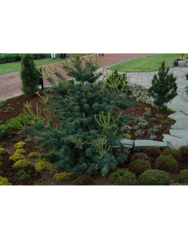 Borovica drobnokvetá ´Bergmann´