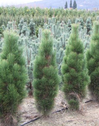 Borovica čierna ’ Green Tower´