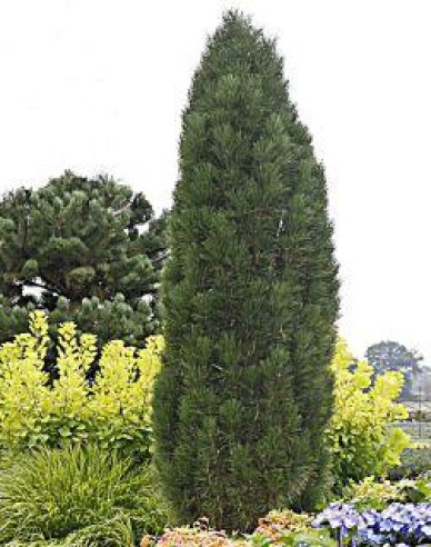 Borovica čierna ’ Green Tower´