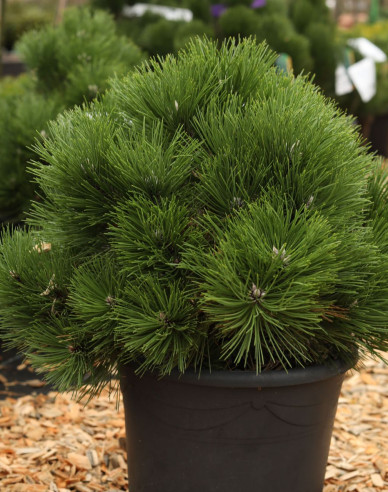 Borovica čierna ´Helga´