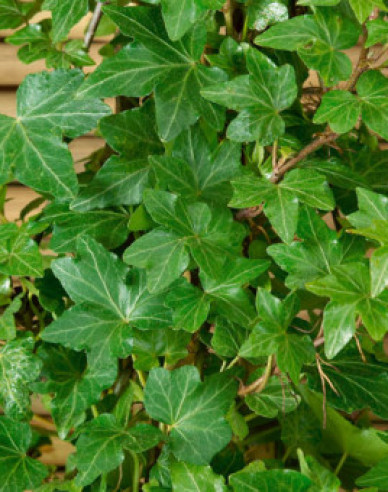 Brečtan popínavý ´Green Ripple´