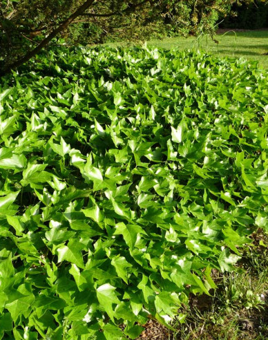 Brečtan popínavý ´Green Ripple´