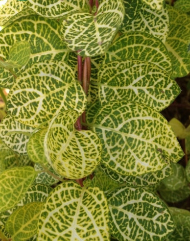 Zemolez japonský ´Aureoreticulata ´